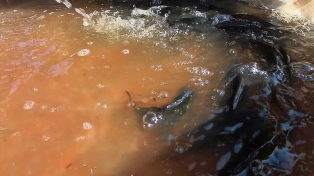 Fish swim in murky, bubbly water. Water churns with bubbles and dark swirls. Small fish dart through turbulent, orange-tinted surface. Scene suggests active, natural aquatic environment