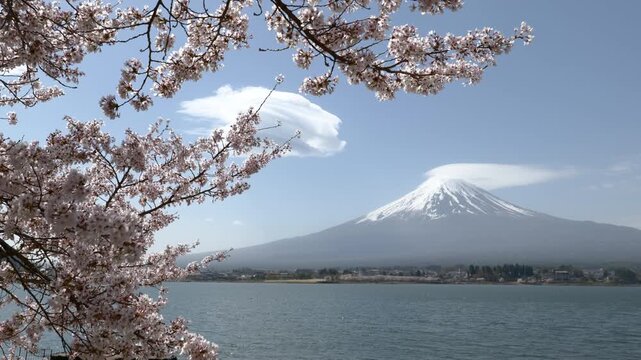 富士五湖の１つ河口湖より望む満開の桜と笠雲と吊るし雲をまとった富士山（ズームイン）