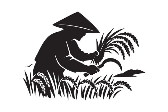 Asian farmer harvesting rice with a sickle in the field
