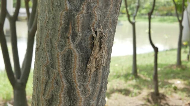 Insect Camouflaged on Tree Bark: A close-up shot reveals a small insect masterfully camouflaged against the textured bark of a tree, showcasing nature's remarkable ability to blend in.