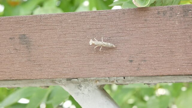  Close up of a small brown praying mantis on wood background.