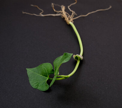 closeup photo of uprooted bean plant on black backgroud