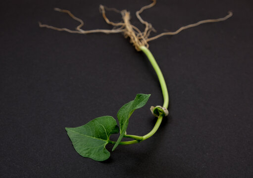 closeup photo of uprooted bean plant on black backgroud