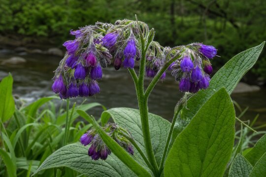 Purple comfrey flowers with fuzzy texture growing by a streamside.