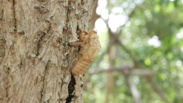 Cicada Shell on Tree Trunk: A cicada exoskeleton clings to a textured tree trunk, a natural testament to metamorphosis and the cycle of life, set against a soft, blurred backdrop of green foliage.