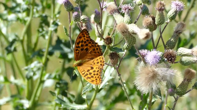 Silver-washed Fritillary butterfly (Argynnis paphia) moving around on pink flower in Zurich, Switzerland
