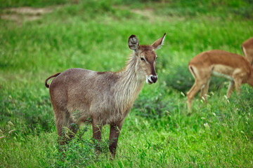 Portrait of a waterbuck in the South African savanna © Roger