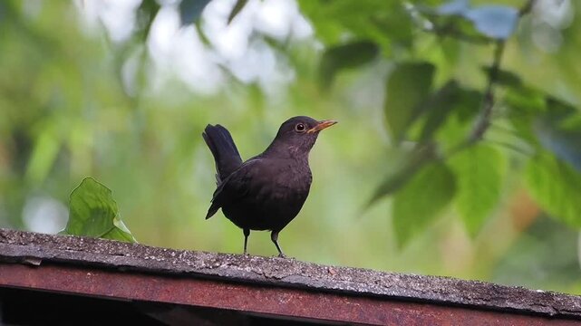 Close up of a female blackbird perched on a weathered roof ledge against a blurred green foliage background