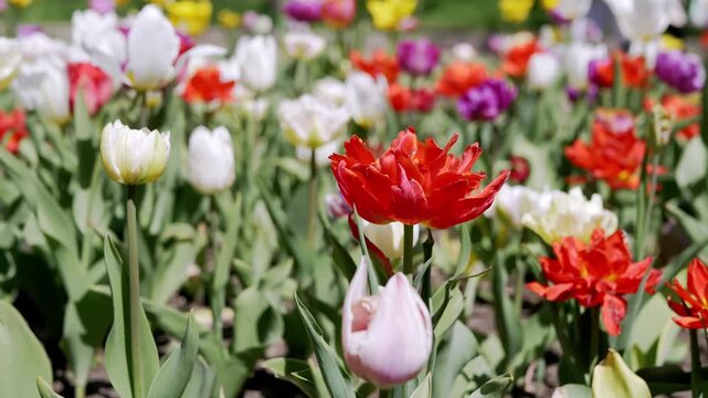 Red fringed tulips bloom among white and purple flowers in a sunny outdoor garden during a bright spring day with a blurred background. Concept of spring growth, floral beauty, and renewal.