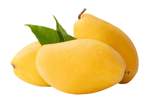 Three ripe yellow mango fruits with green leaves and water droplets in stack isolated with clipping path in png file format