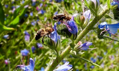 Honey bees collecting nectar on blue echium vulgare flowers, macro wildlife nature background. © Павел Дзюба