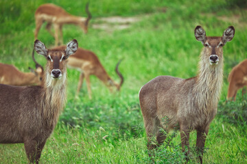 Two waterbucks looking at the camera in the South African savanna © Roger