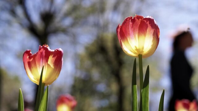 Vibrant red and yellow fringed tulips glow brightly under warm backlighting in a blurred spring garden. Concept of springtime renewal, natural growth, and pure seasonal beauty.