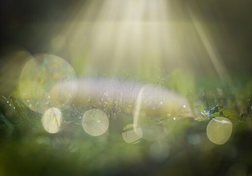 Grashalme in der Sonne nach einem Regenschauer