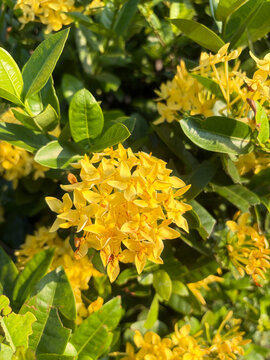 Vibrant yellow ixora flowers bloom in a lush garden setting captured with soft natural sunlight highlighting delicate petals and deep green leaves during a bright and warm sunny spring morning