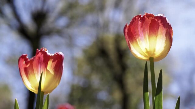 Close-up view of two fringed red and yellow tulips backlit by warm sunlight against a soft bokeh background of trees. Concept of spring season, floral beauty, and gardening growth.
