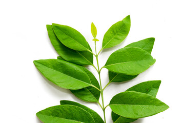Fototapeta premium Indian Sandalwood (Santalum album) tree green leaf isolated on white background