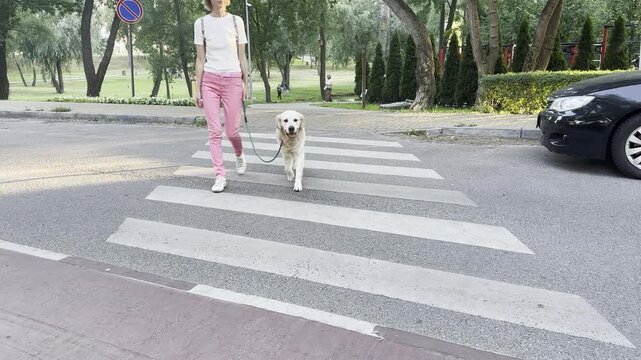 Golden retriever walking on leash with woman across a pedestrian crossing in a city park. Responsible pet ownership, dog walking, road safety, active lifestyle, outdoor recreation, everyday urban life