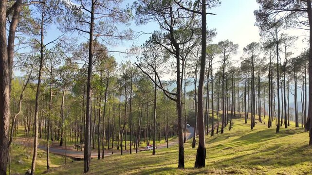 Tranquil Mountain Scenery with Tall Pine Trees and a Winding Country Road