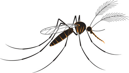 Detailed drawing of a dangerous mosquito insect © Riddhi
