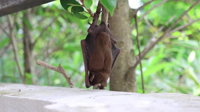 Small bat hanging upside down from a tree branch near a concrete wall in the garden
