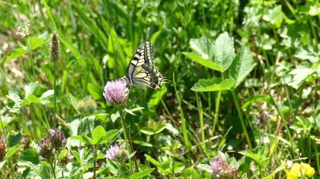 Old World Swallowtail or common yellow swallowtail (Papilio machaon) moving around on a pink flower in Zurich, Switzerland