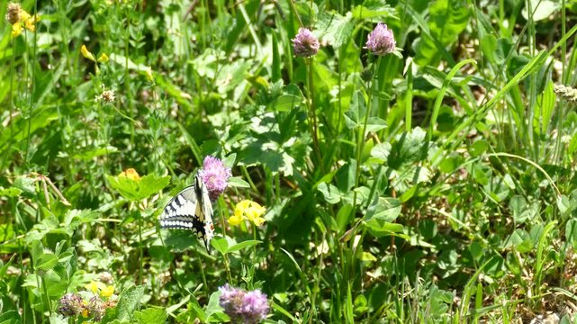 Old World Swallowtail or common yellow swallowtail (Papilio machaon) moving around on a pink flower in Zurich, Switzerland