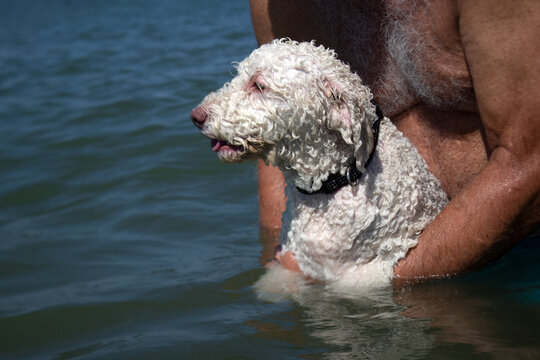 Lagotto romagnolo immerso nel mare mentre impara a nuotare, sostenuto con dolcezza e fotografato in un momento estivo di gioco, scoperta e complicit&agrave; tra cane e persona