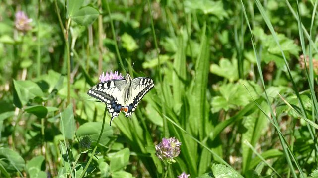 Old World Swallowtail or common yellow swallowtail (Papilio machaon) moving around on a pink flower in Zurich, Switzerland