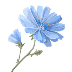 Fototapeta premium Flat 2D minimalist illustration of a Chicory, modern vector design with white background.