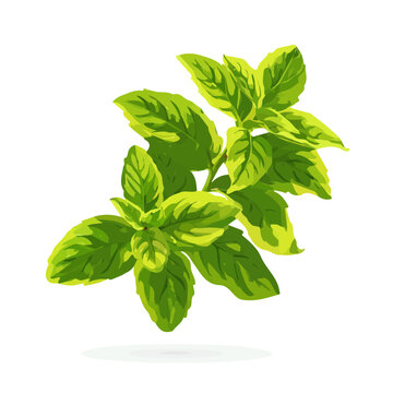 Clean 2D flat vector depiction of a Peppermint, designed in minimalist modern style with white background.