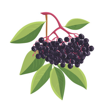 A simple and modern flat 2D vector of a Elderberry, isolated on a pure white background.