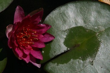 Solitude du lotus © helenedevun