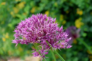 Belle fleur d ail © helenedevun