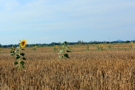 quelques tournesols  au milieu des restes de la moisson