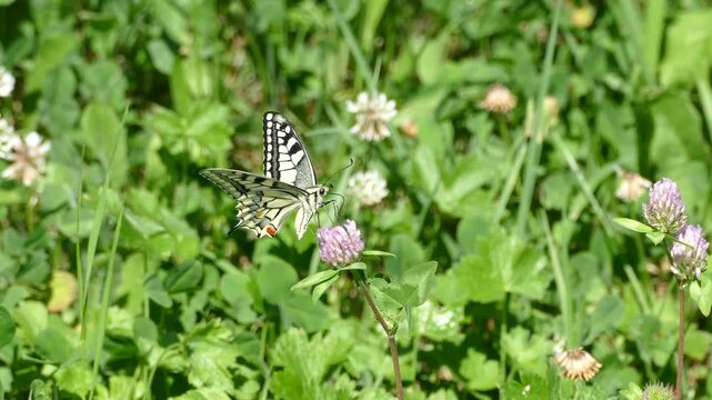 Old World Swallowtail or common yellow swallowtail (Papilio machaon) moving around on a pink flower in Zurich, Switzerland