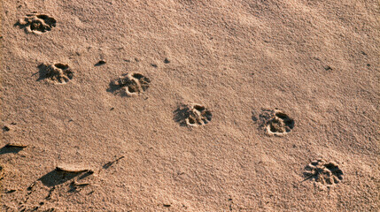Obraz premium Animal footprints mark the sandy surface by the water. The tracks indicate movement across the beach at midday. The sand is dry and details of the prints are clear