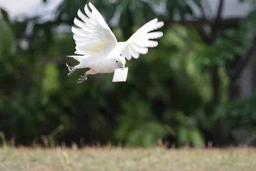 a Cockatoo Tanimbar in flight carrying a piece of paper, Cockatoo Tanimbar (Cacatua goffiniana) flying with paper in its beak © kuritafsheen