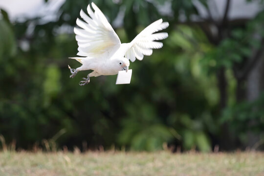 a Cockatoo Tanimbar in flight carrying a piece of paper, Cockatoo Tanimbar (Cacatua goffiniana) flying with paper in its beak