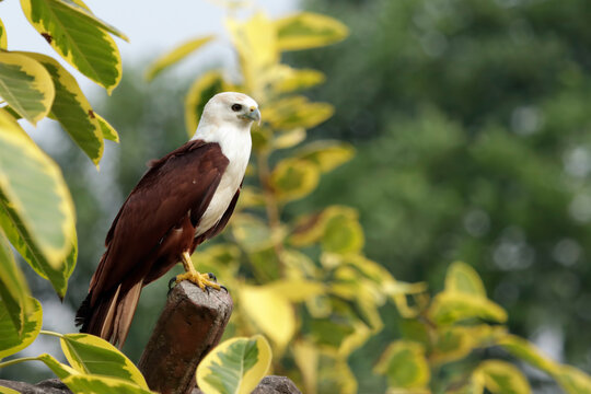 White-bellied sea eagle (Haliaeetus leucogaster) perched on a tree branch,  White-bellied sea eagle (Haliaeetus leucogaster) resting on a wooden perch
