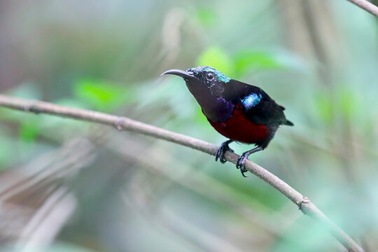 a Male Purple-naped Sunbird (Leptocoma sperata) Perched on a Branch in Tropical Forest with Soft Bokeh