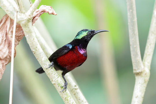 a Male Purple-naped Sunbird (Leptocoma sperata) Perched on a Branch in Tropical Forest with Soft Bokeh