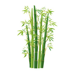 Fototapeta premium Bamboo, clean 2D vector flat illustration in minimal and modern style on a white background.
