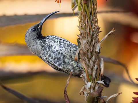 Amethyst Sunbird (Swartsuikerbekkie) (Chalcomitra amethystina) at the Aloe Farm, Brits, Gauteng, South Africa