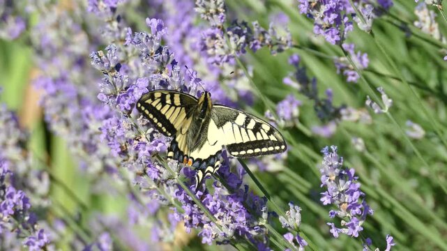 Old World Swallowtail or common yellow swallowtail (Papilio machaon) moving around on lavender in Zurich, Switzerland