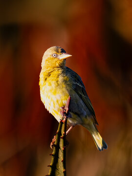 Lesser Masked Weaver (Kleingeelvink) (Ploceus intermedius) at the Aloe Farm, Brits, Gauteng, South Africa