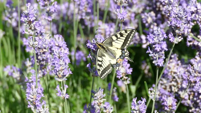 Old World Swallowtail or common yellow swallowtail (Papilio machaon) moving around on lavender in Zurich, Switzerland