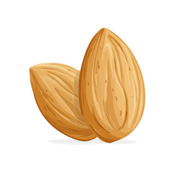 A simple and modern flat 2D vector of a Almond, isolated on a pure white background.