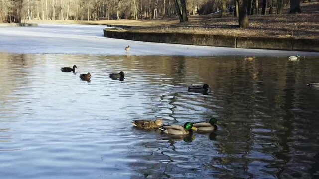 Mallard ducks gliding across a calm sunlit park pond with golden reflections in early spring