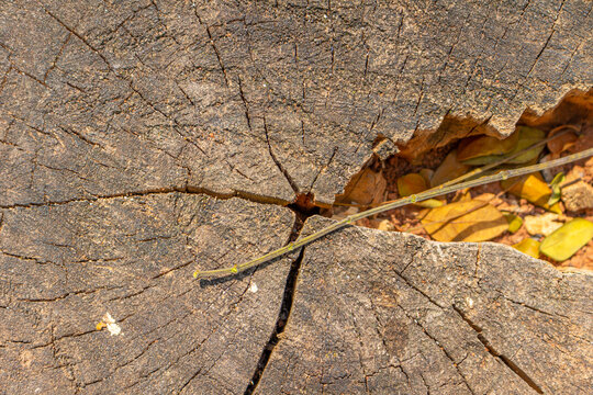 Close-up of cracked wood log texture featuring fallen autumn leaves and a thin twig